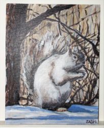 Challenge 79 Grey squirrel