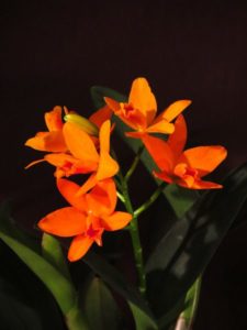 Sunshine_orchid