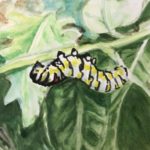 Surprise Caterpillar