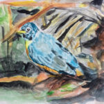 Challenge 77  American Robin